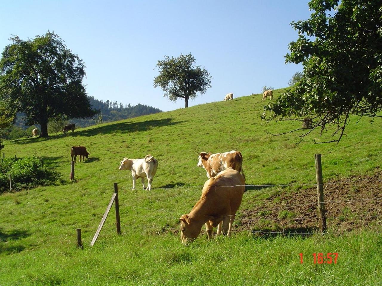 Schnurrenhof Appartement Seebach Buitenkant foto